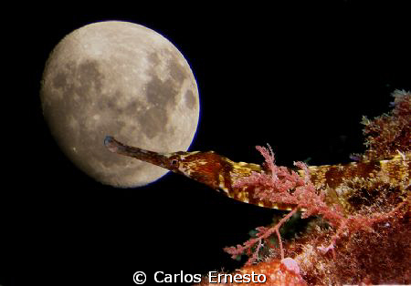 Moonlight by Carlos Ernesto 