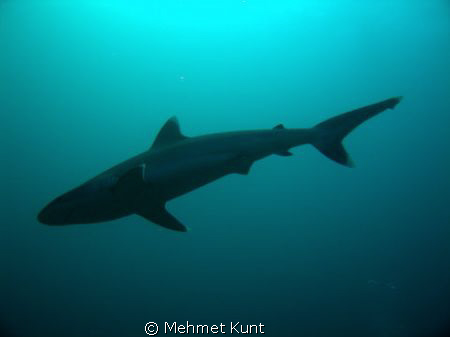 Silvertip at Cocos Islands (p.s. Looked better on my PC :)) by Mehmet Kunt 