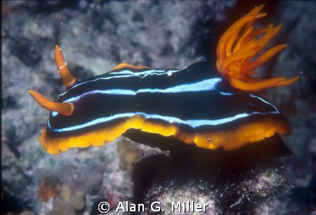 Nudibranch, Nikonos V, 35 mm with 1:2 extension tube, Nik... by Alan G. Miller 