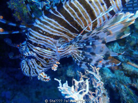 lion fish by Σταυρος Παρασκευοπουλος 
