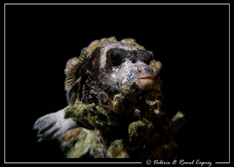 Sleeping time !
Picture of an Arothron taken during a ni... by Raoul Caprez 