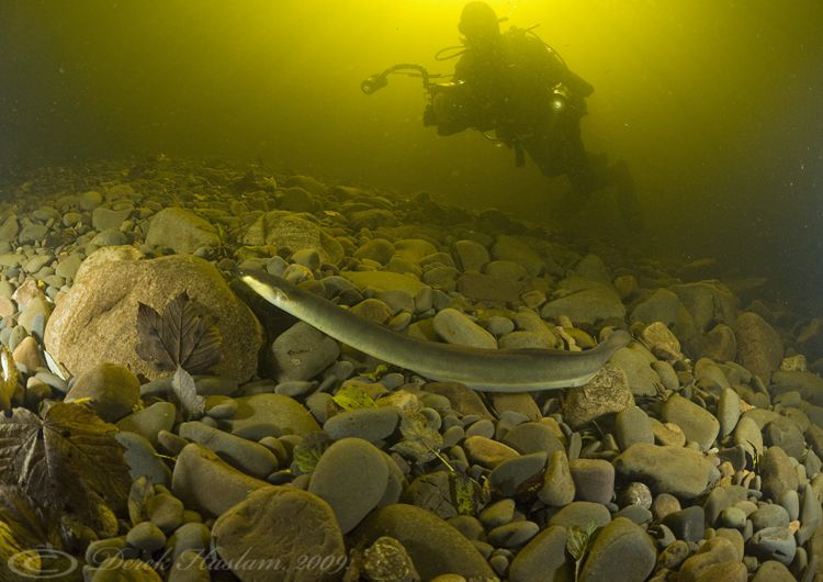 Mark with ell. River Lune. D3, 16mm. by Derek Haslam 