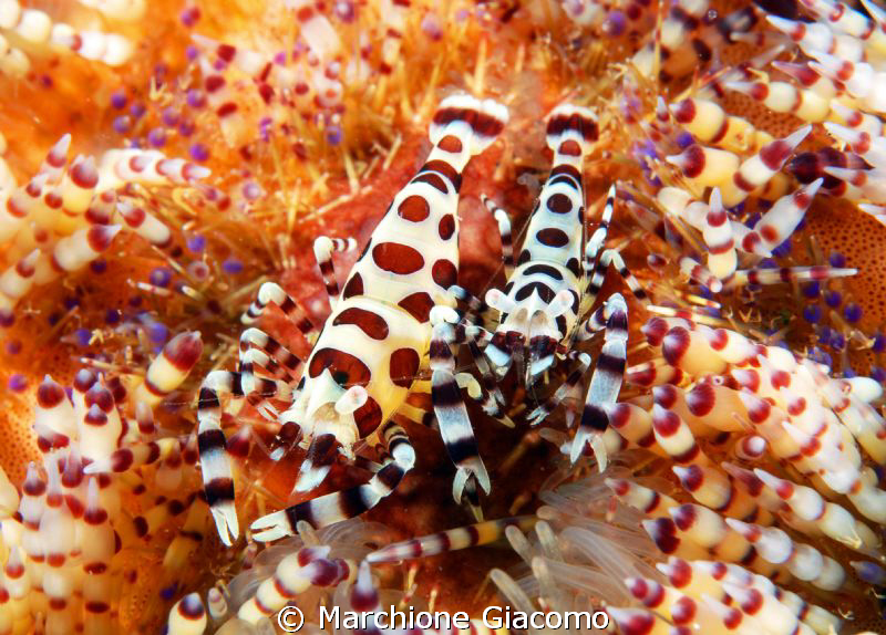 Coleman shrimp family
Nikon D200 , 60 micro, twin strobo... by Marchione Giacomo 