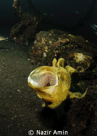 Yawning Frog Fish by Nazir Amin 