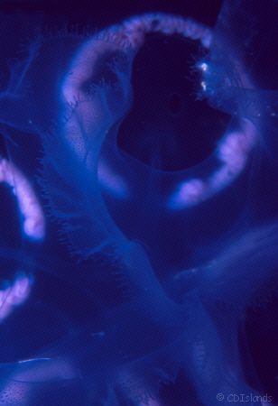 Black Hole - This macro shot of a Moon Jellyfish looks li... by Pauline Jacobson 