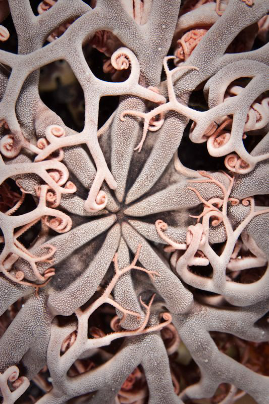 Basket Star Rottnest Island Canon 20D 60mm Macro by Mick Tait 