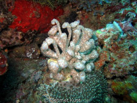 A strange nudibranch from Komodo
Apparently Phyllodesmiu... by Mehmet Kunt 