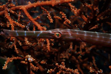 Sipadan D70 60mm Macro  by Tunc Yavuzdogan 
