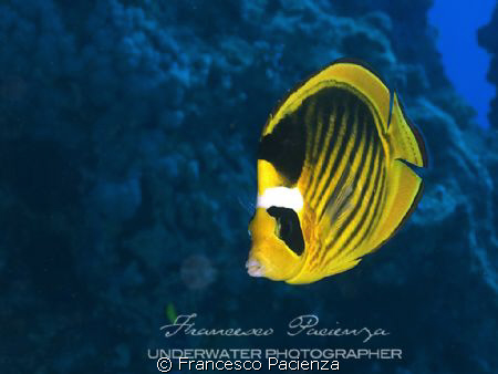 Butterfly semimasked fish by Francesco Pacienza 