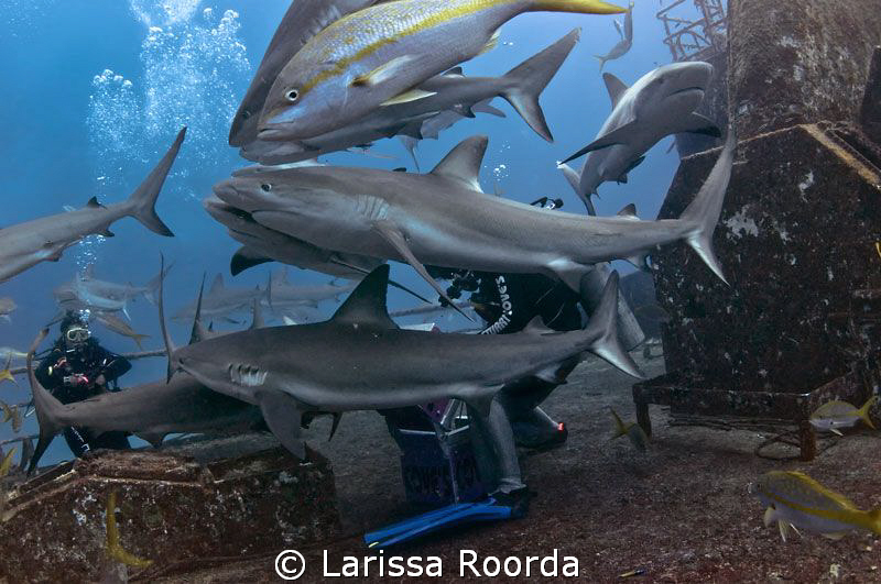 Such an odd shot (not the best quality) Six noses all con... by Larissa Roorda 