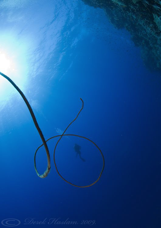 Diver in the blue. D3, 16mm. by Derek Haslam 