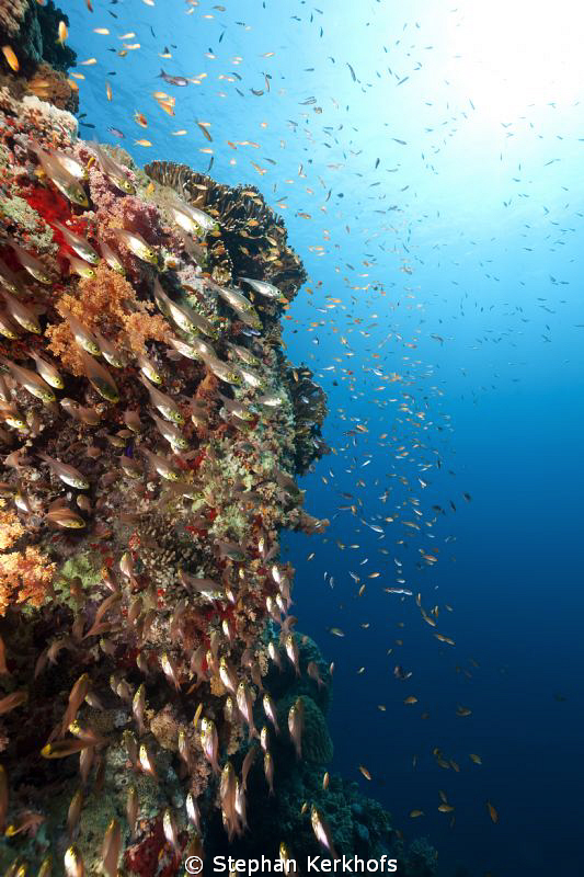 Coral and fish at Jackson Reef Tiran. by Stephan Kerkhofs 