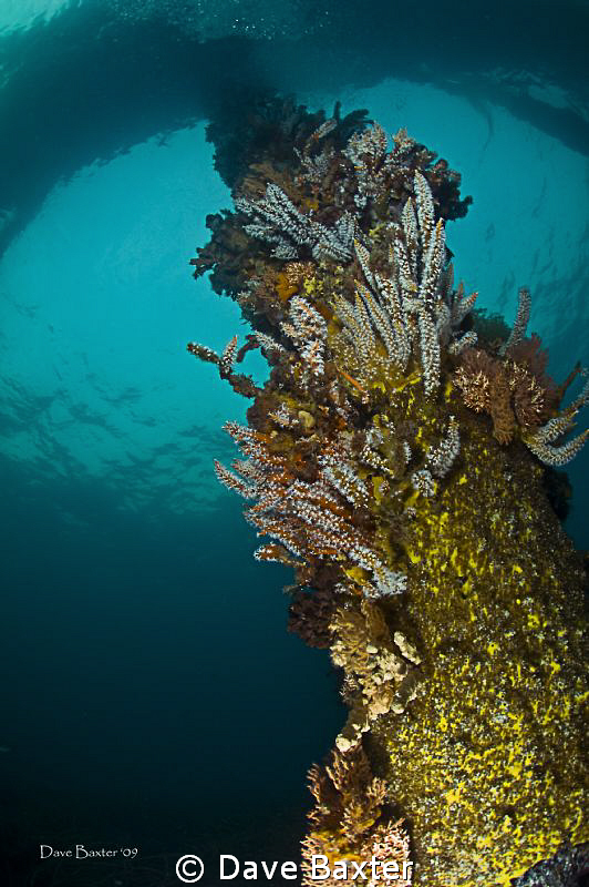 pylon in temperate waters by Dave Baxter 