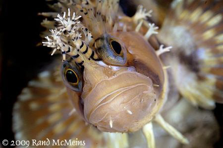 Decorated Warbonnet. Port Hardy Canada. Finally able to g... by Rand Mcmeins 