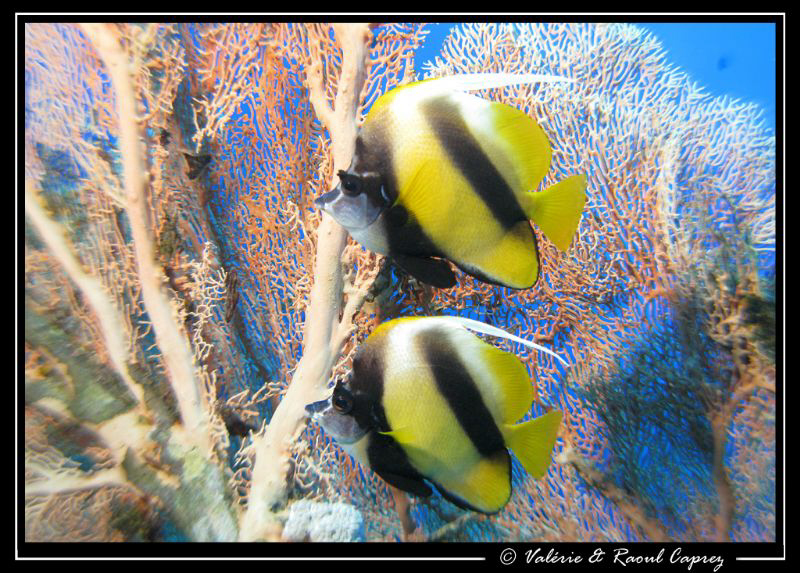 Picture of two Heniochus intermedius in front of an inter... by Raoul Caprez 
