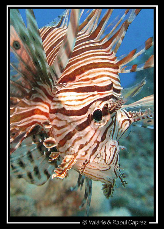 Hi !!! by Raoul Caprez 