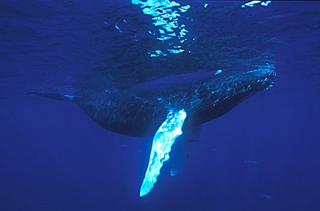 Humpback whale calf.
This photo was taken in the Silver ... by David Gallardo 