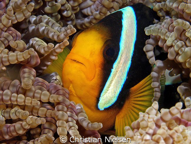 Home sweet home.
Clownfish in special Anemone.
Olympus ... by Christian Nielsen 