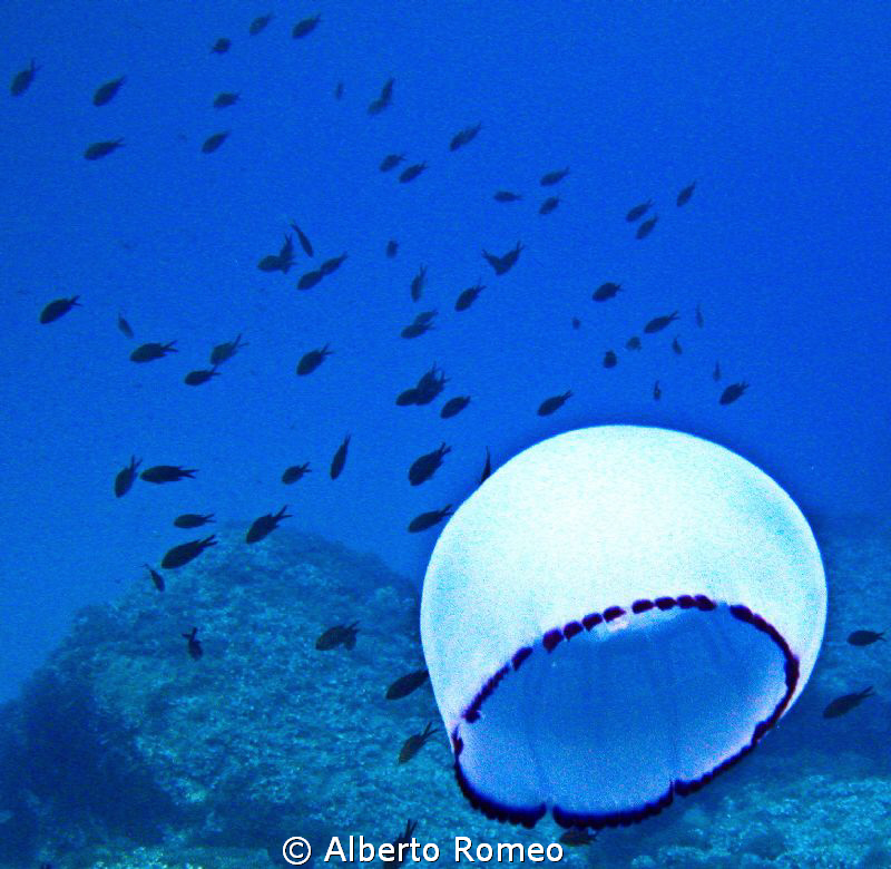A jellyfish (Rhizostoma pulmo) without his tentacles mayb... by Alberto Romeo 