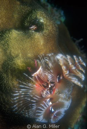 Hiding place..... Nikonos V 35 mm lens with 1:2 Macro tub... by Alan G. Miller 