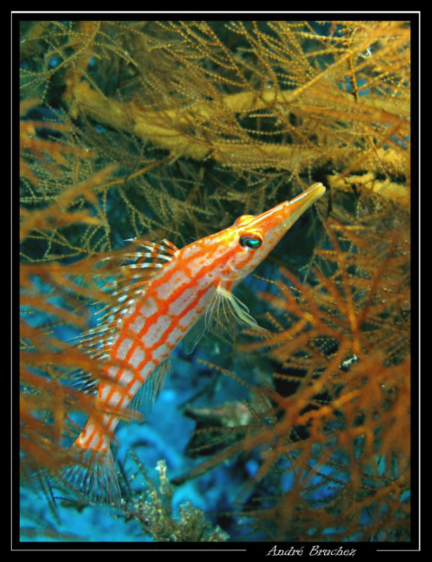 Poisson faucon à long nez, dans son corail noir. by André Bruchez 