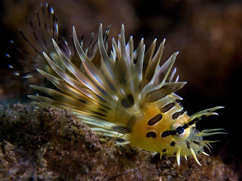 Juvenile Lionfish, Tulamben by Doug Anderson 