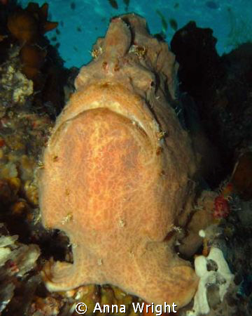 Frogfish are every obliging, they normally sit very still... by Anna Wright 