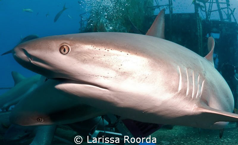 Close encounter by Larissa Roorda 