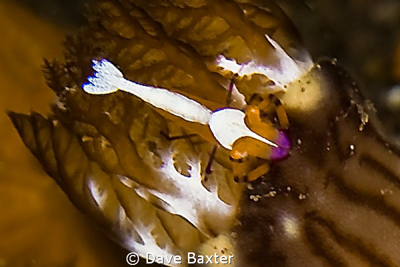 emperor shrimp on host nudi by Dave Baxter 