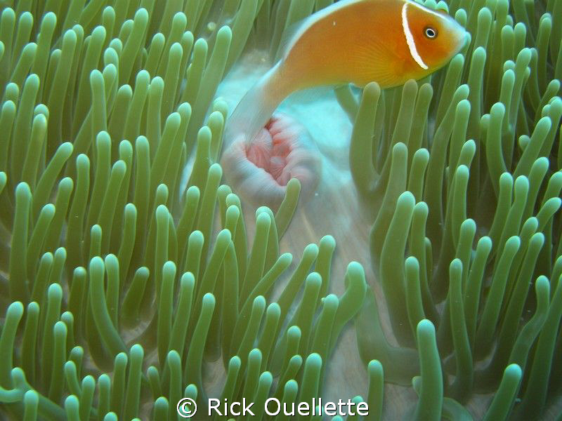 Beautifull Anemone and host fish. What a great place Pala... by Rick Ouellette 