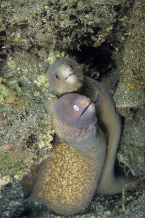 Moray eels photographed in Manado, Indonesia. Nikon F90X,... by Pablo Pianta 