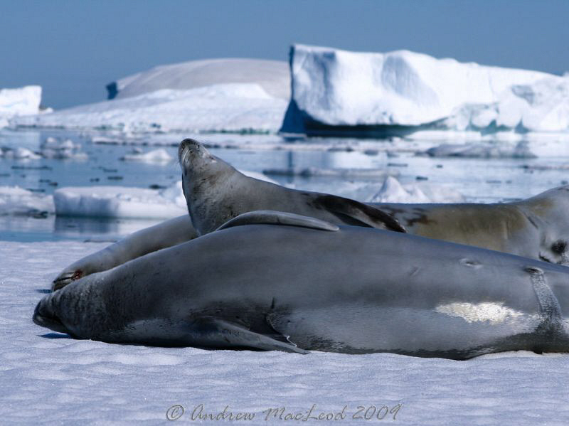 Seals are the marine life.... by Andrew Macleod 