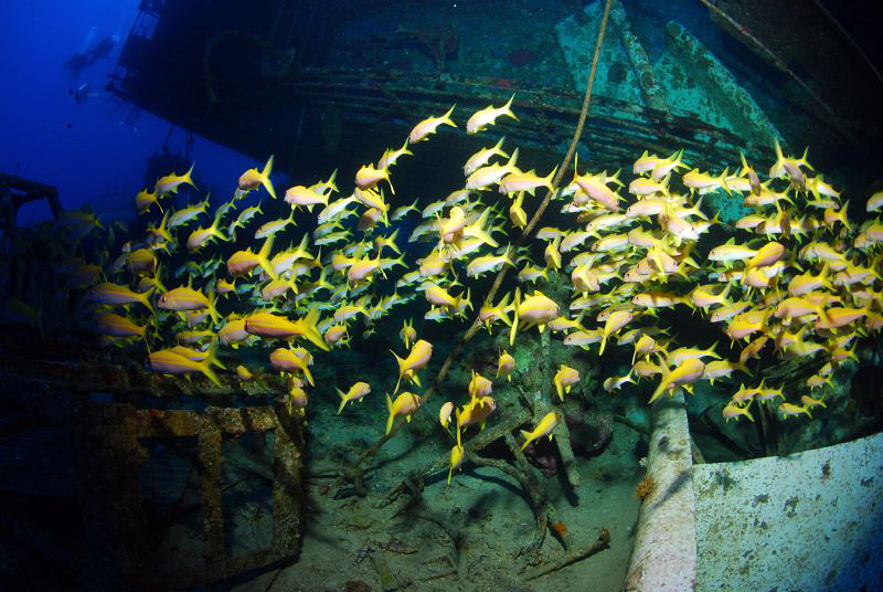 Salem Express and Fish school by Andy Kutsch 