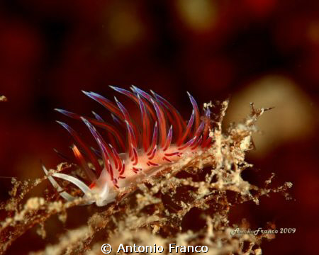 Porto Badisco Lecce Italy deep-25mt by Antonio Franco 
