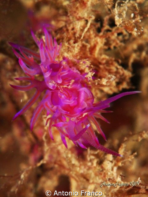 Flabellina by Antonio Franco 