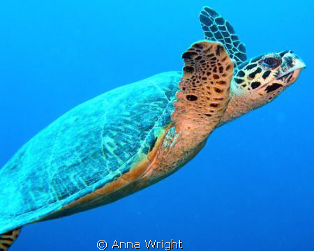 A friendly turtle seen whilst snorkeling on Mirihi Island... by Anna Wright 