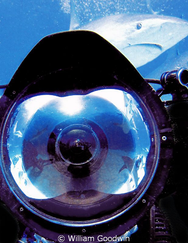Caribbean reef sharks reflected in dome - except for the ... by William Goodwin 