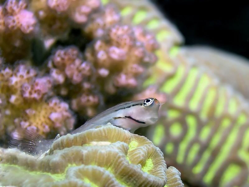 Gobie on the place... by Sylvain Kuster 