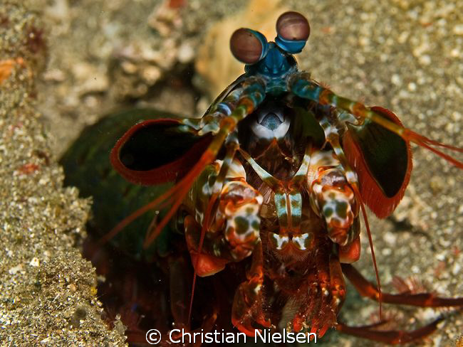 I am very impressed with all the details on the Mantis Sh... by Christian Nielsen 