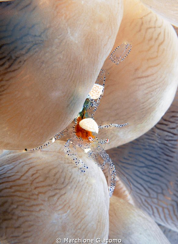 Cristal shrimp
Nikon D200, 105 micro,twin strobo
Castel... by Marchione Giacomo 