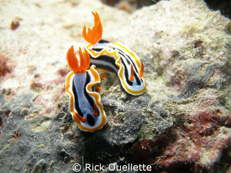 2 beautifull Nudibranchs in Yap Micronesia.Some of the Nu... by Rick Ouellette 