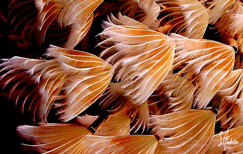 This image is of a Social Feather Duster found off the is... by Steven Anderson 