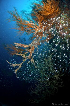 Apo Island scenery by Steve De Neef 