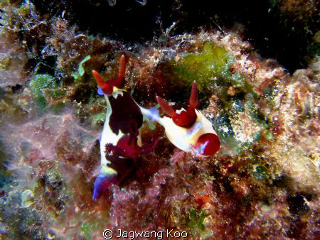 Mating of Nudibranch by Jagwang Koo 