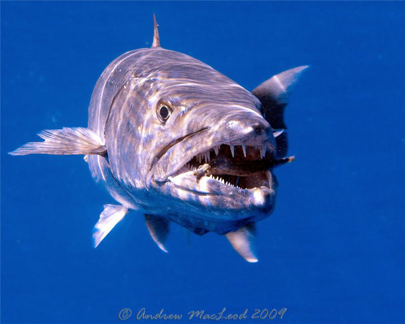 Baccy getting a meal! by Andrew Macleod 