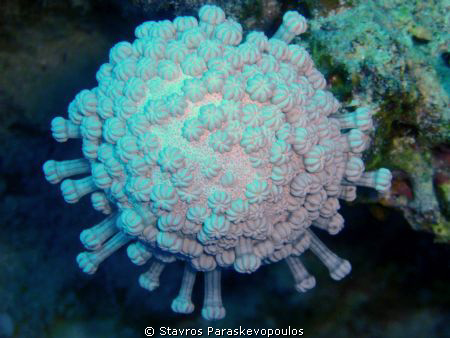 coral by Stavros Paraskevopoulos 