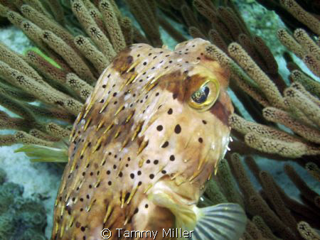 Porcupine by Tammy Miller 