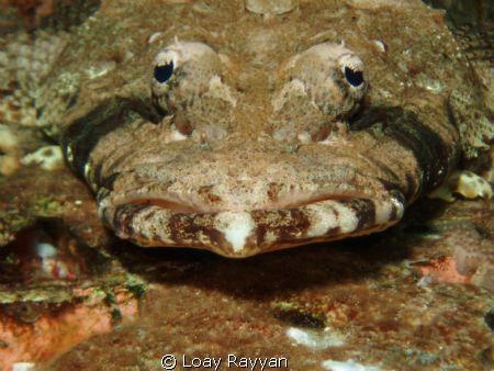 Crocodile Fish by Loay Rayyan 