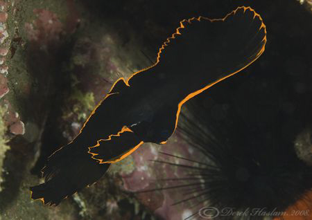 Pinnate Batfish. Lembeh straits. D200, 60mm. by Derek Haslam 