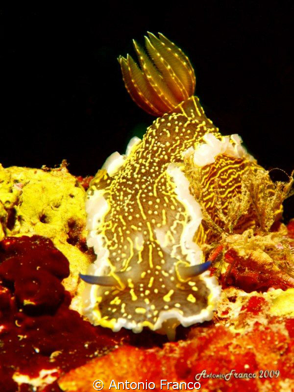 Hypselodoris Picta by Antonio Franco 